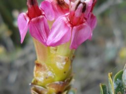 Saltera sarcocolla old flower discolouring